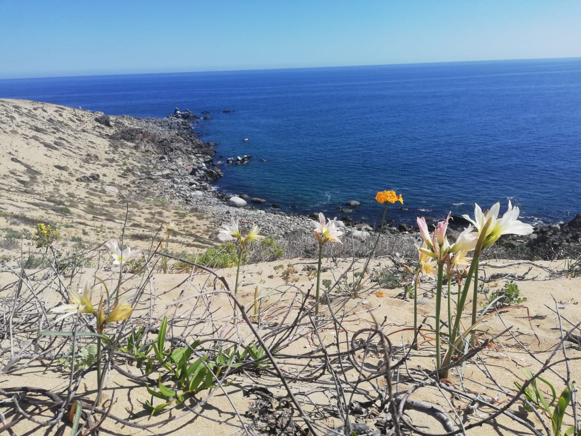 Flor Añañuca Blanca del Desierto Florido