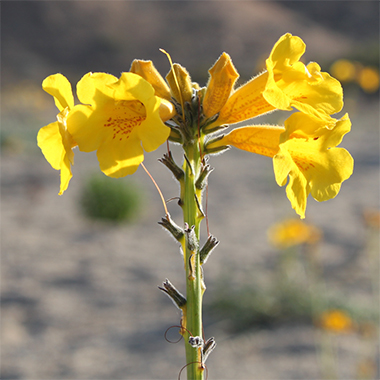 Flor Terciopelo